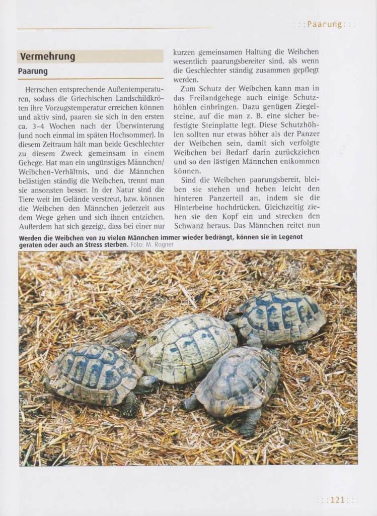 Griechische Landschildkröten